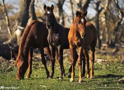 马略卡家门失守,实力遭遇考验 马略卡家门失守,实力遭遇考验